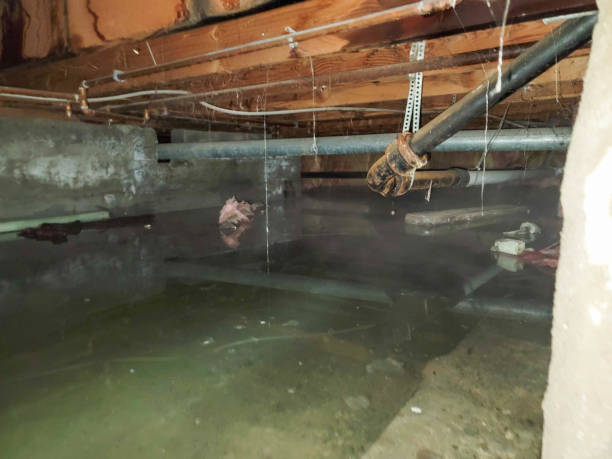 Best Emergency water damage restoration  in Golden Shores, AZ